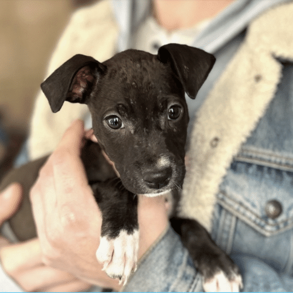 Shelly, a black and white terrier mix being held in someone's arms; available for adoption at Social Tees in NYC